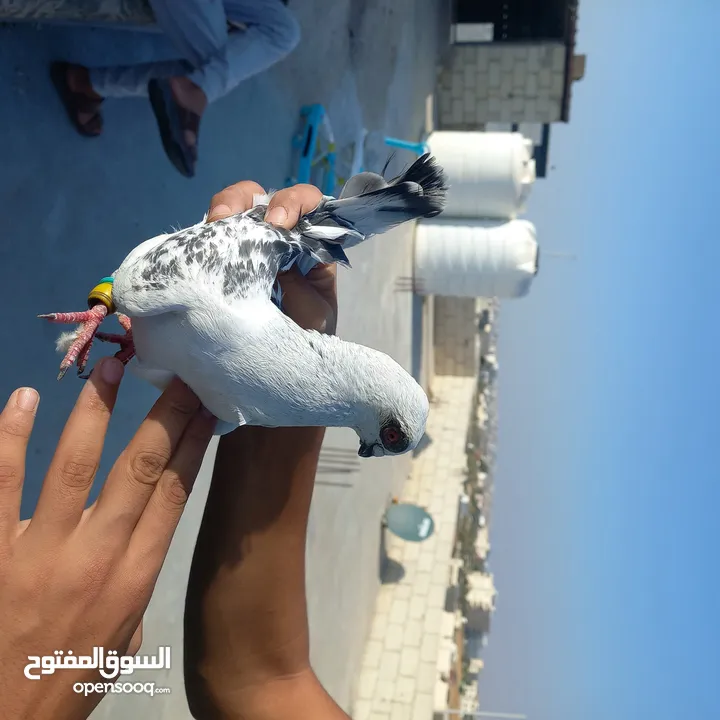 حمام كش  نضيف