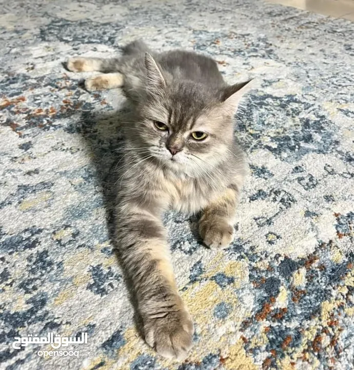 استضافة قطط في بيئة منزلية مريحة يومي اسبوعي شهري Hosting cats in a comfortable home environment