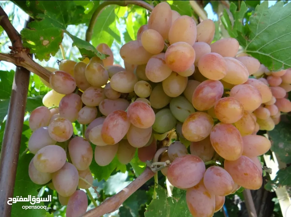 عنب كاردينال وفرنسي موشح وبناتي درجا اولا العمر سنه ربي يبارك