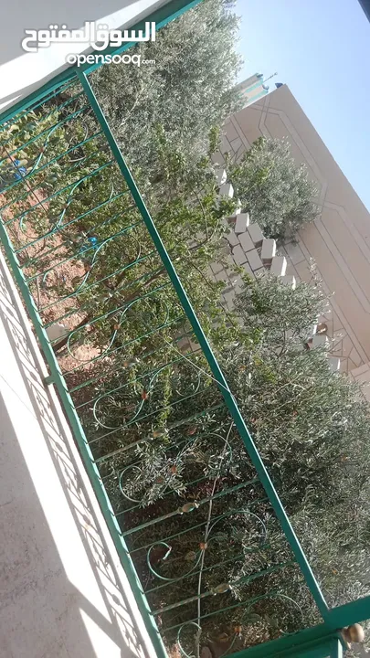 شقق مفروشه للايجار اليومي