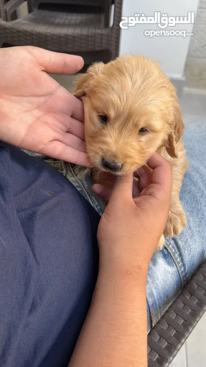 puppy Golden Retriever جرو جولدن رتريفر