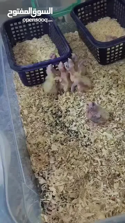 Baby Cocktails