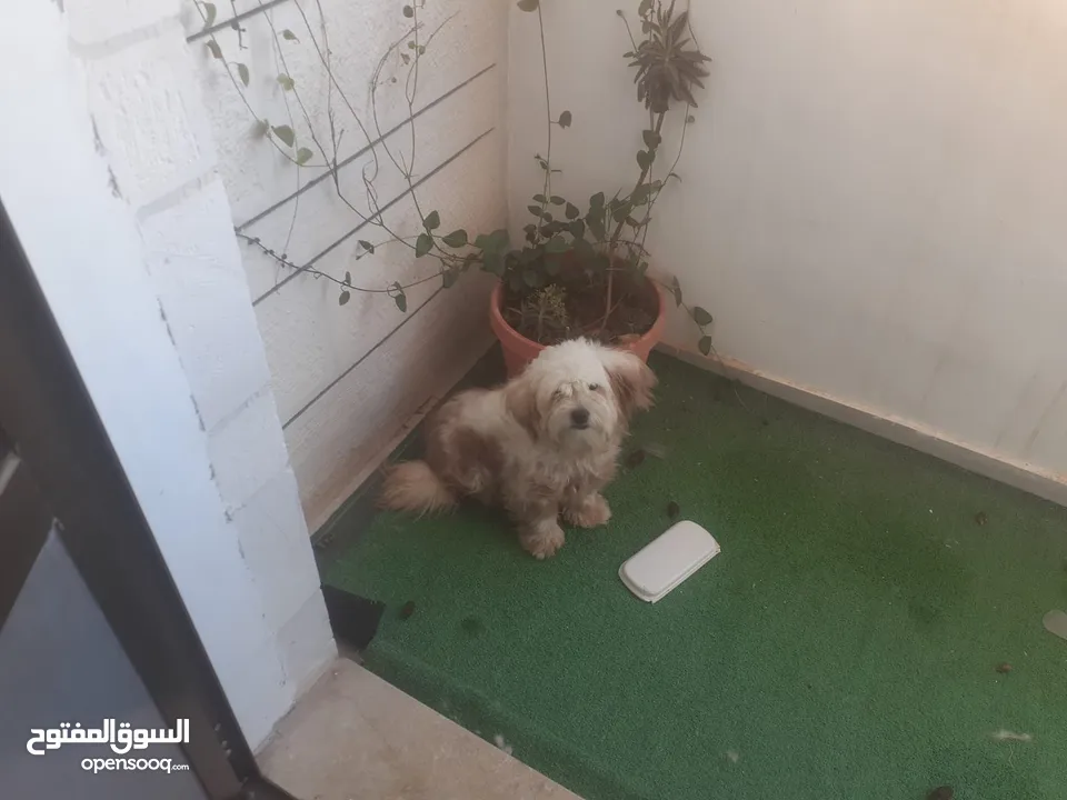 كلبه زينه بسعر البلاش  والله يطرح البركه لصاحب النصيب