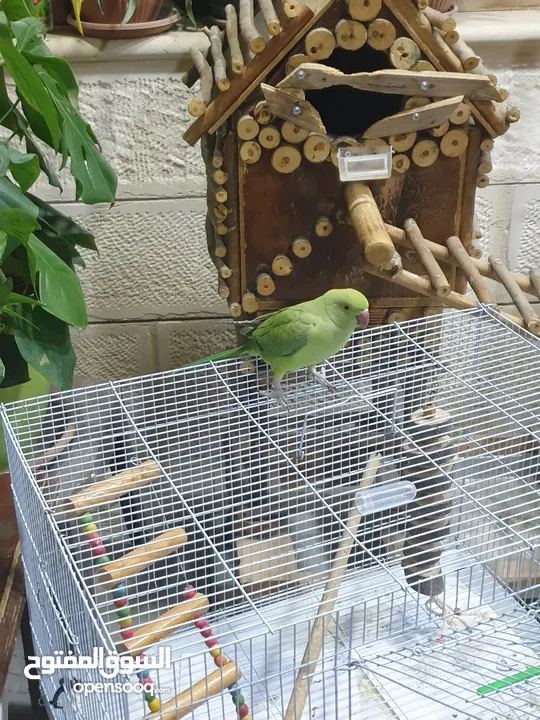 طيره دره جاهزه شبه أليفه