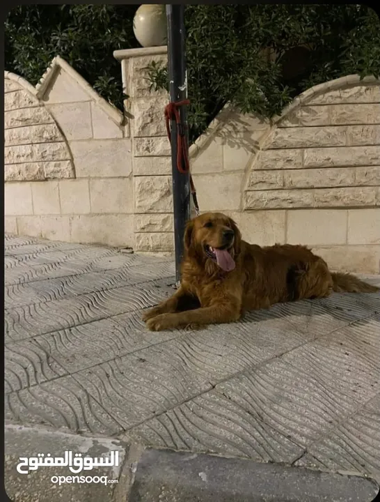 مطلوب كلبة جولدن للتزاوج في أسرع وقت