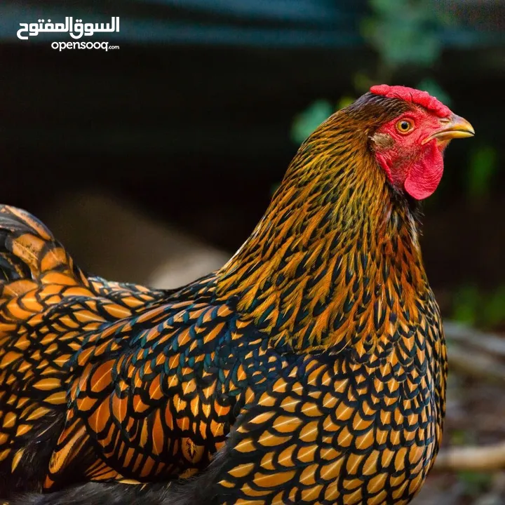 صوص لوهمان براون الالماني Lohman Brown  السلالة الاصلية