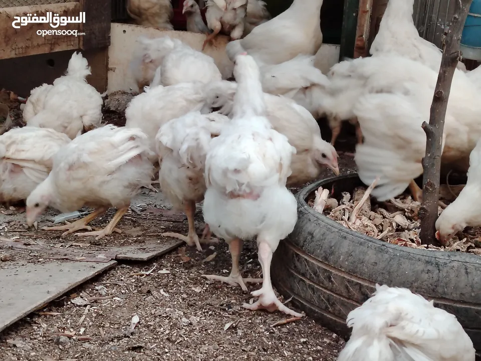 باكستاني، براهما، امهات لاحم فرخات عمر 3 شهور  صوص باكستاني حر  ديوك باكستاني خط أول و فرخات شغالة