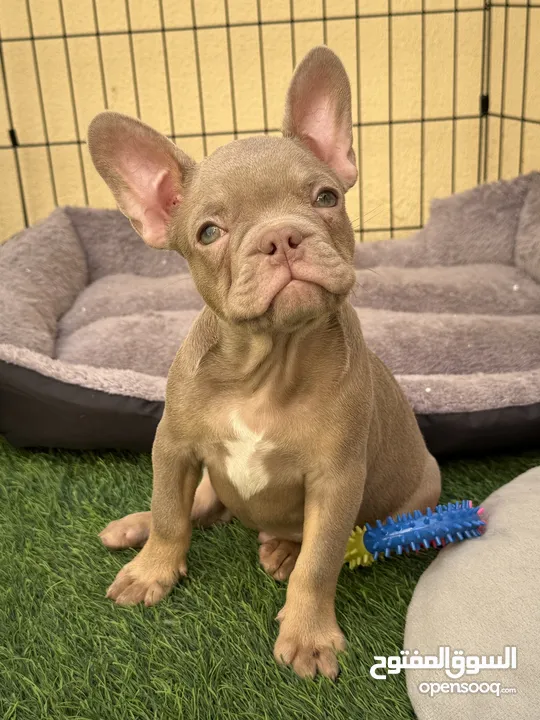 Adorable Purebred French Bulldog Male - Looking for a New Home