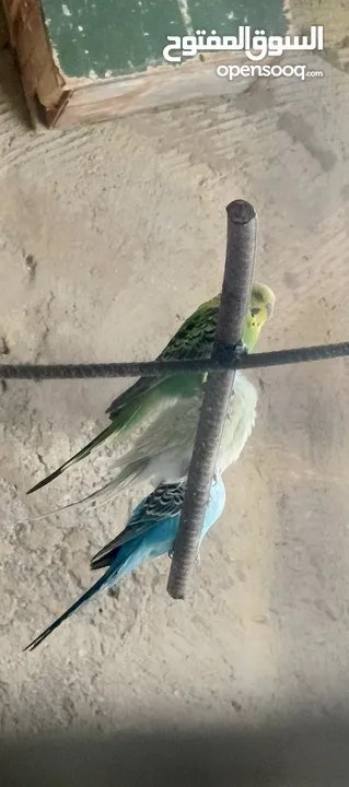 طيور حب 4 جواز