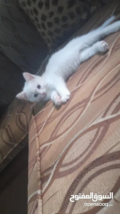 قط سيامي صغير للبيع بسعر مناسب