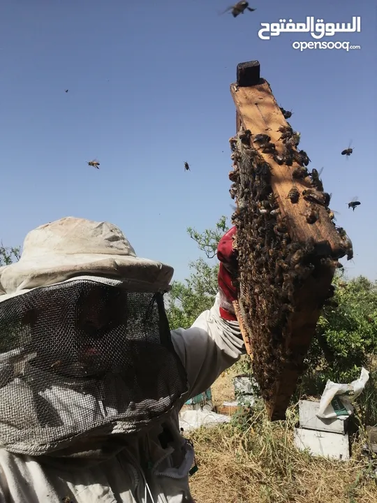 مناحل عسل مملكة النحل سعر خاص للتجار و للكميات قطفة جديده هذا العام