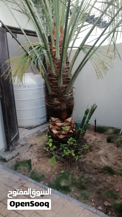 لتنظيف النخيل والواشنتونيا والاهتمام بالحدائق والثمار بكافه انواعها