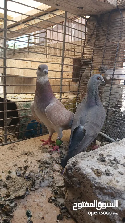 جواز حمام نخب كلو شغال وتحتو بيض