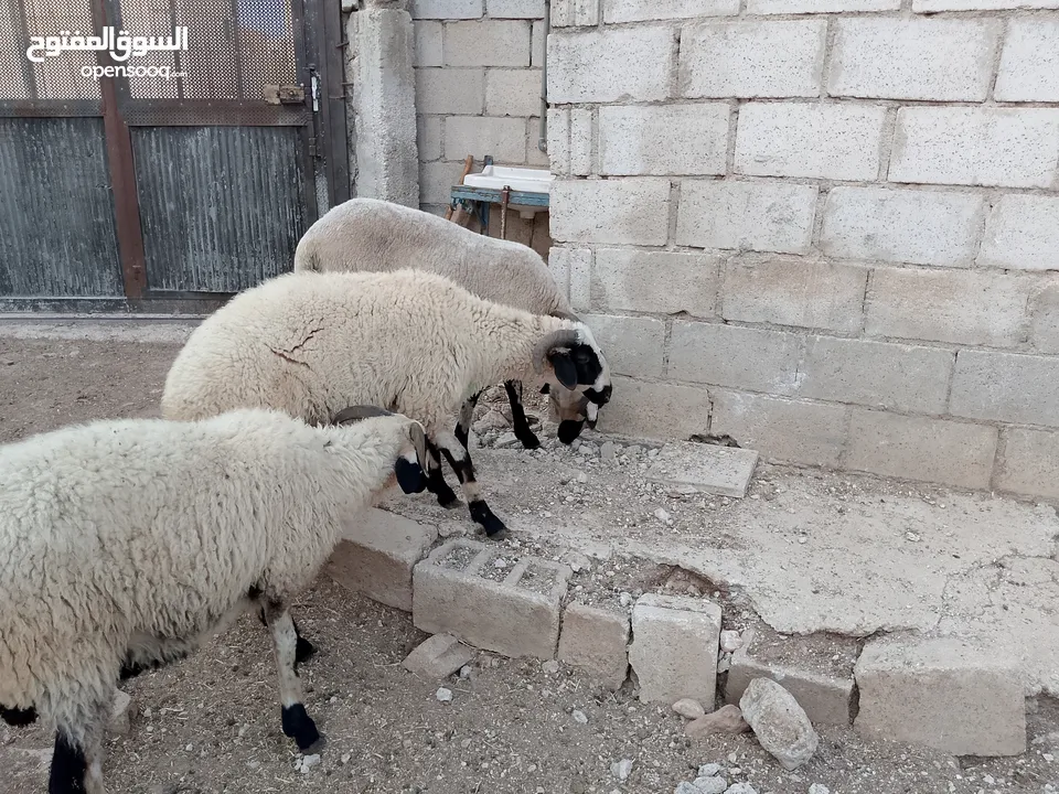 خرفان أضاحي قبرصي للبيع
