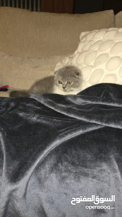 Scottish fold female kitten 3 month old