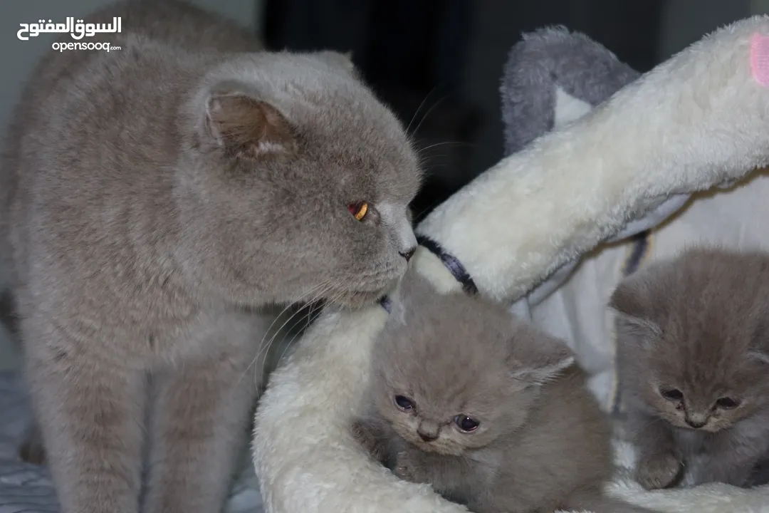 سكوتش فولد و سكوتش ستريت ليلك - Scottish fold and straight lailac