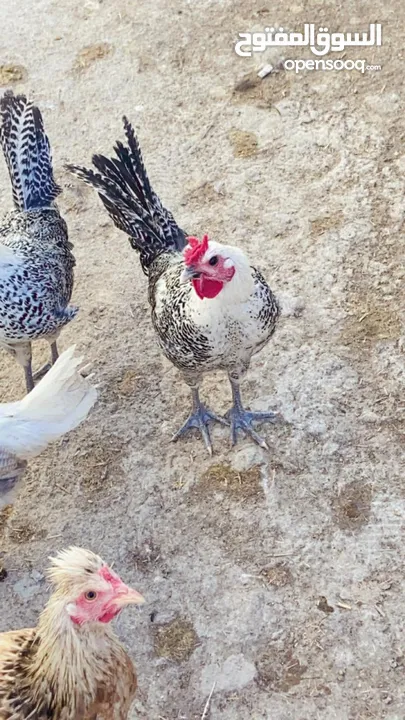 دجاج برانكيز الفيومي العمر خمس اشهر