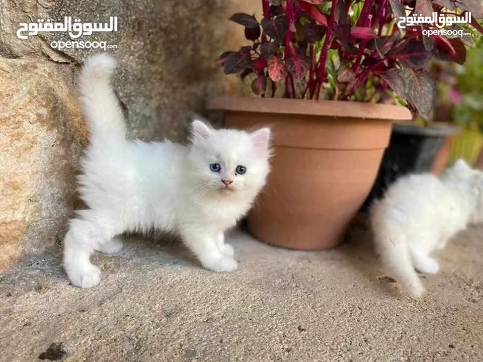 قــطــط لــلــبــيــع