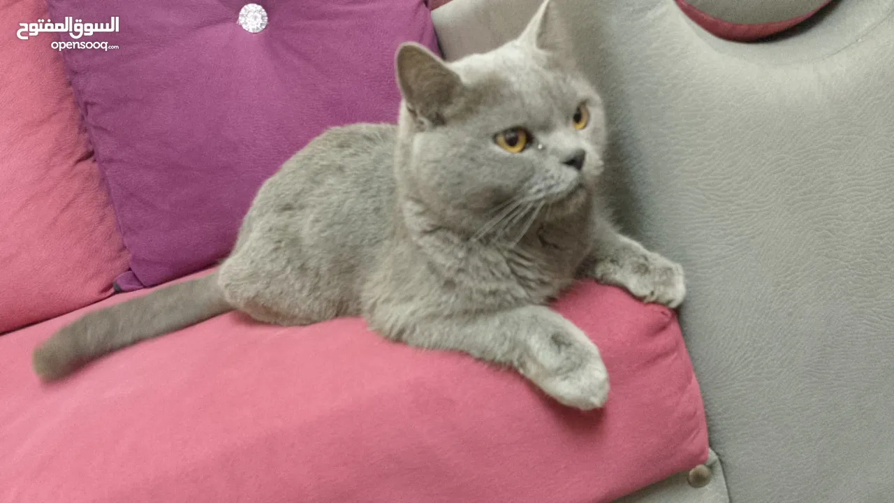 قطه بريطانيه شارتروه جميله هادئة ومحبه ورفيقه للمنزل