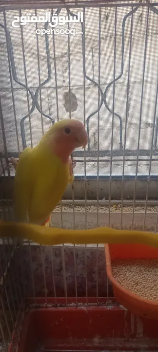 طيور روز وفشر وحب القراء الوصف تفاصيل اسعار حرق⁦ zzzzzzzzzzzzzzzzxxxxxxxxxxhbbbnnnbbbbbbbbbbbbbbbbbb