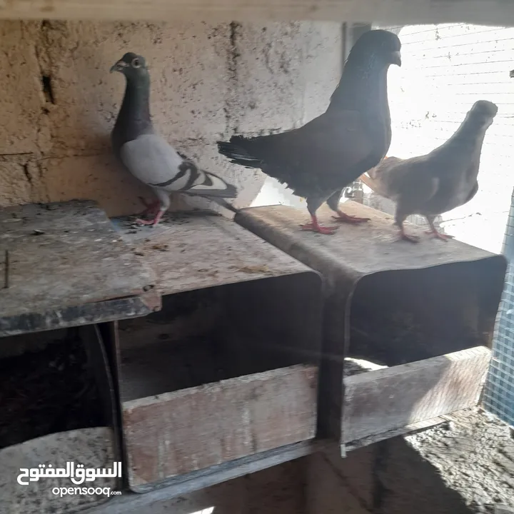 حمام منوع وملون