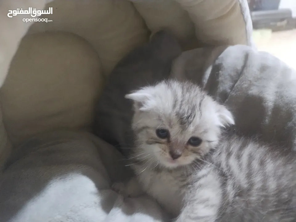 كتن سكوتش فولد سلفر وسكوتش فولد لونج هير وسكوتش ستريت