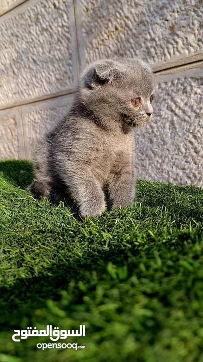 أنثى سكوتش فولد