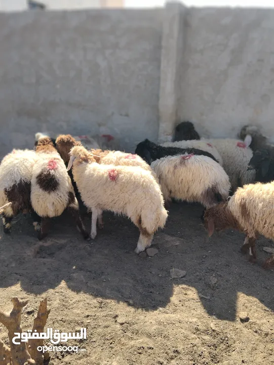 16 عبور زابطات لحم وزابطات مقنوا مطلوب 140