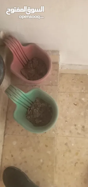 قوارير زراعه مع التربه للبيع