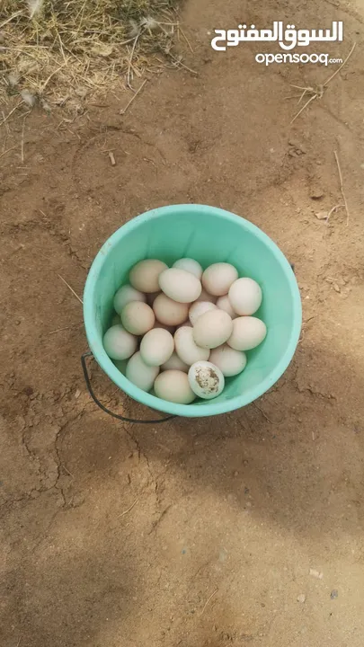 نوفر خَدمة تفقيس البيض (دجاج-بط) Eggs hatching services (ducks - chicken)