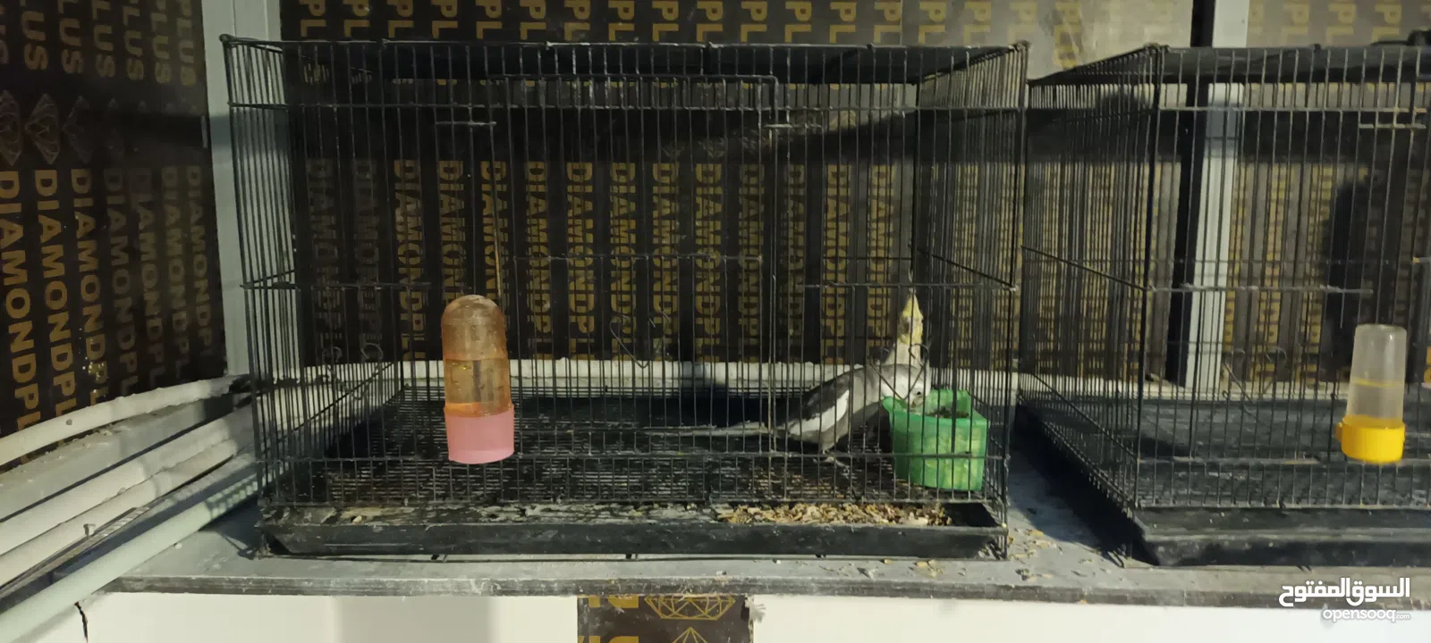 طيور كوكتيل بسعر مناسب التفاصيل في الوصف