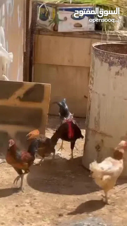 جاج للبيع جاج