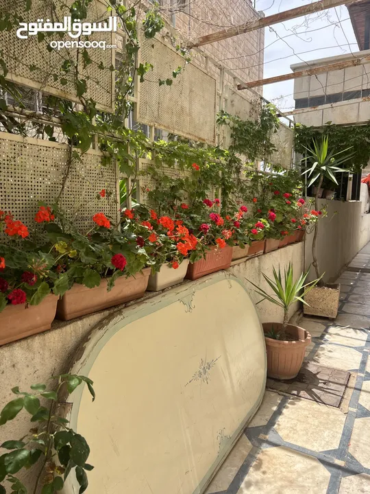 زريعة للبيع عدد 250 قوار مشكلات