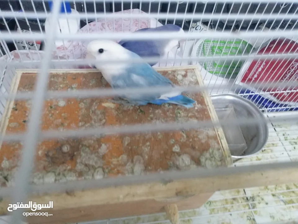 talking parrot full tem.  and Love bird running pair for sale with Case. Contract WhatsApp