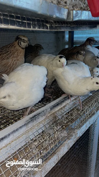 يوجد لدينا كميه ازا بدك تيجي تحملهم كلهم