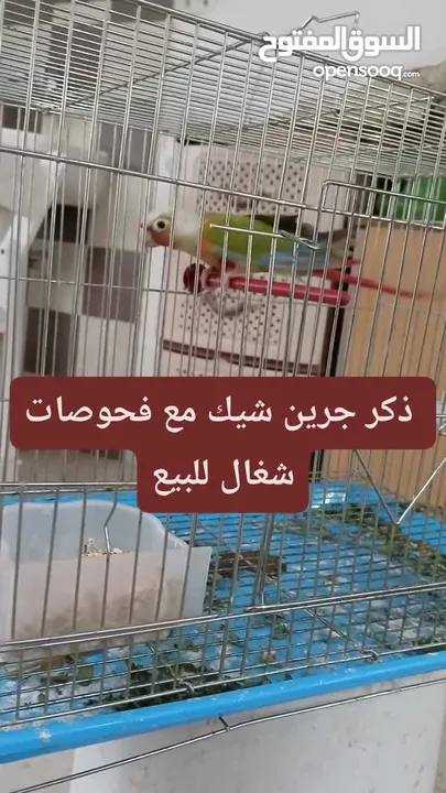 طائر الجرين شيك اناناس ذكر مع فحوصات طبيه شغال 100%