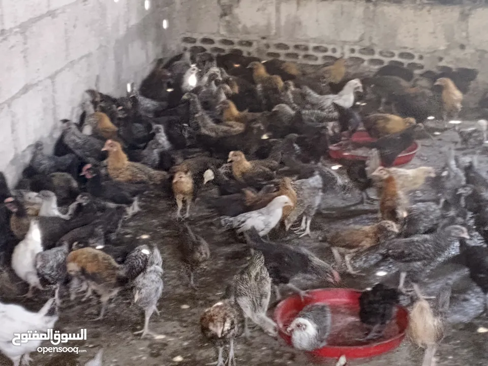 فرخات جاج بلدي سوبر