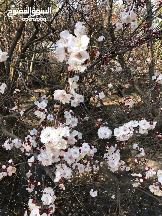 بستان مثمر تحوي أنواع الاشجار من الفواكه (التفاح، العرموط، الرمان، التين) والحمضيات والتمور البرحي