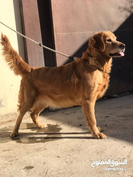 younger golden retriever for sale