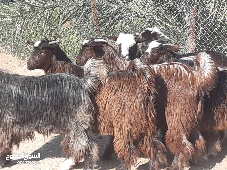 صخلات من حلال بني سعيد سمان فول ماشاء الله