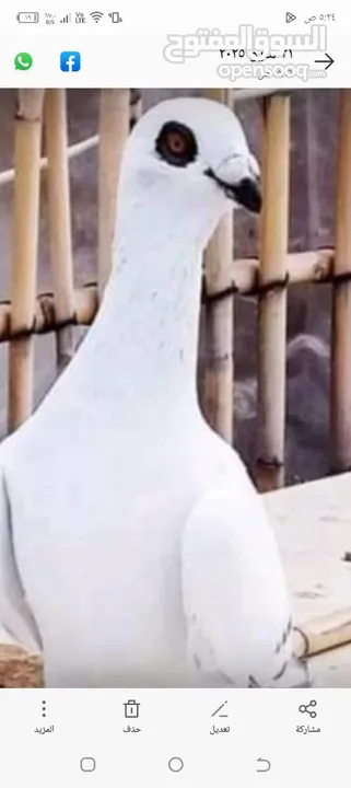 بسم الله والصلاه على رسول الله فحول طيور حمام وجواز للبيع