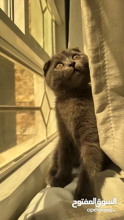 انثى سكوتش فولد العمر سنه . ذكر سكوتش فولد العمر شهرين و نص . Scottish fold female and male