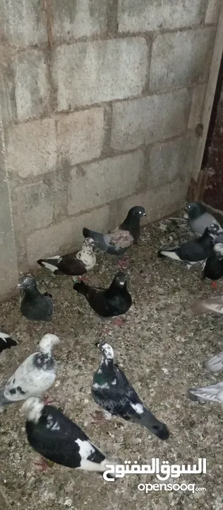 خم حمام كامل ما يقارب 30 جوز كلهم انواع السعر النقى 7 والكوم على 6 للتواصل واتس اب اربد بيت يافا