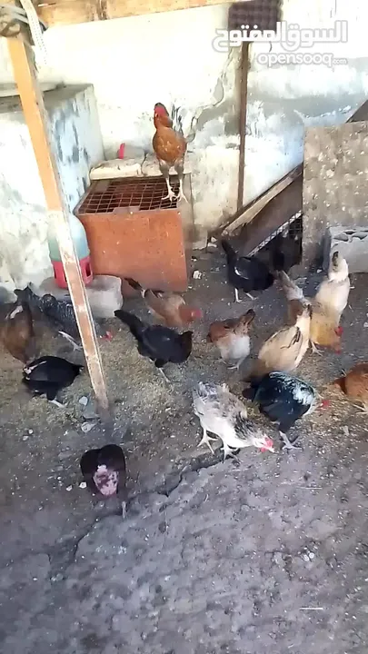 دجاج بلدي للبيع 15 جاجه وديكين