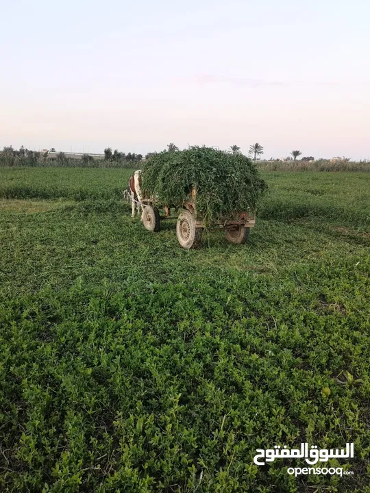 مزرعه للبيع على طريق صحراوي مصر اسكندريه 