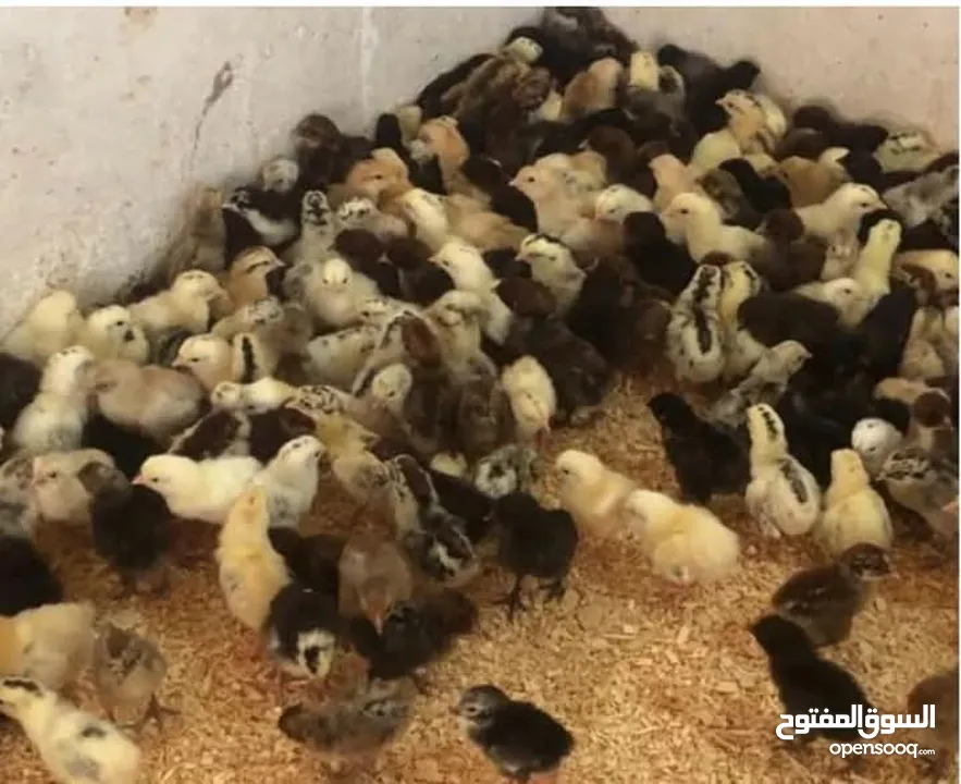 صوص بلدي للبيع