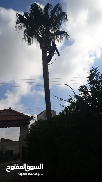 فني أشجار النخيل