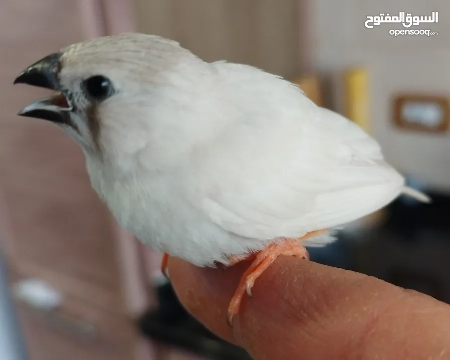 عصافير طيور جنة