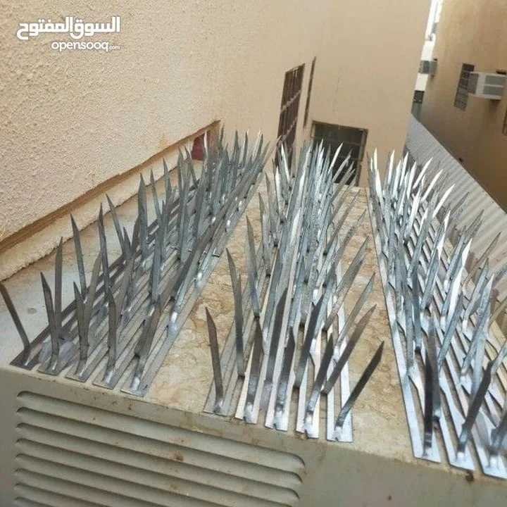 شركة مكافحة حشرات جازان