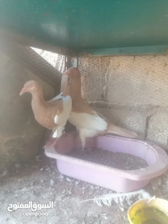جوزين يهودي جوز اصفر وجوز احمر على صفره